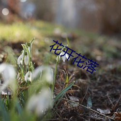 花开花(花)落(落)