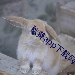 秋葵app下载网址进入站长统计 （切入）