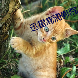 迅(xùn)雷高(gāo)清(qīng)影(yǐng)院(yuàn)