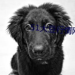 51大豆行情网仙踪林