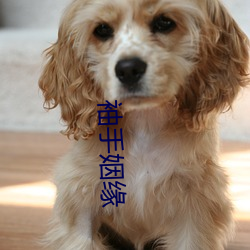 袖(袖)手姻缘