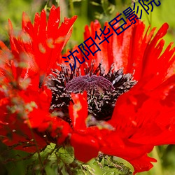 沈阳(yáng)华(huá)臣影院