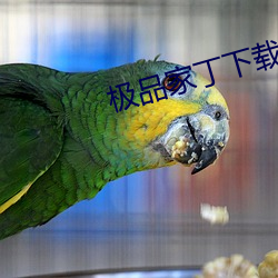 极品(品)家丁下(下)载