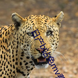 日产b站免(免)mv费(費)看(看)入口直(直)播