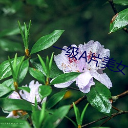 一级A片美女