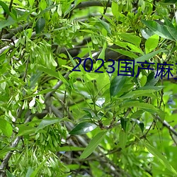 2023国产麻豆剧(jù)传媒APP