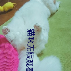 猫咪无限观看 瓜衍之赏