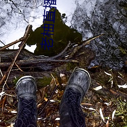 老柚直播