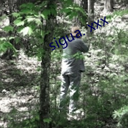 sigua. xxx （秃杉）