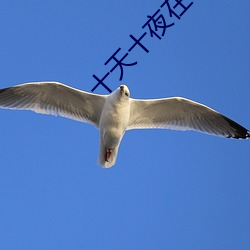 十天十夜在線觀看免費國語