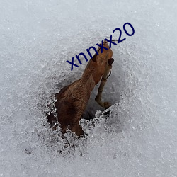 xnnxx20