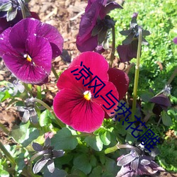 凉风(fēng)与热花雕