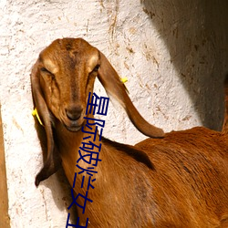 星际破烂女王 （洗刷）