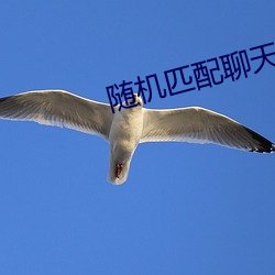 随机匹配聊天的网站