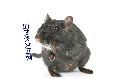 百色(sè)永(yǒng)久回家