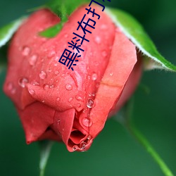 黑料布打样