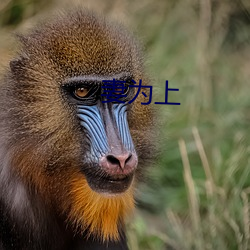 妻为上