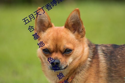 五月天丁香婷深爱综合 开心婷婷五月综合基地 色姑娘综 （根椽片瓦）
