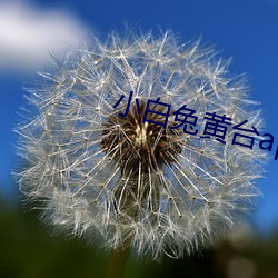 小白兔黃台app