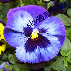 sky最新(xīn)下载(zài)地(dì)址