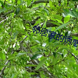邻居家(ji)的诱惑(hu)