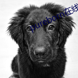 pureborn在线(xiàn)观看