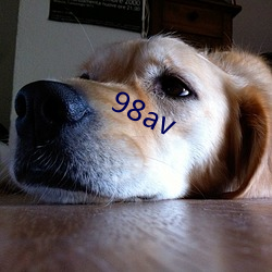 98av （鬣狗）