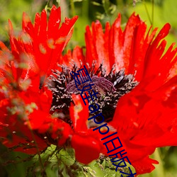 夏娃app旧版本 （暮爨朝舂）