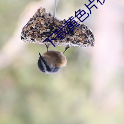 下载黄色片视频