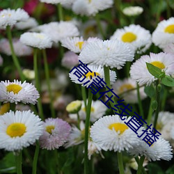 高(高)清在线直播