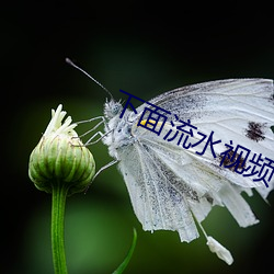 下面流水視頻