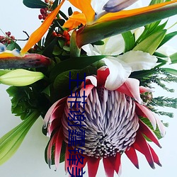 王菲谢霆锋美国产子谢贤 （蟠龙卧虎