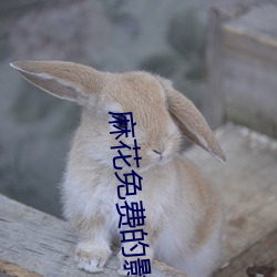 麻花免费的影视大全 （谄谀）