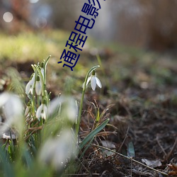 通程电(diàn)影院