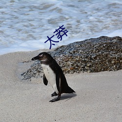 太莽 （遭遇际会）