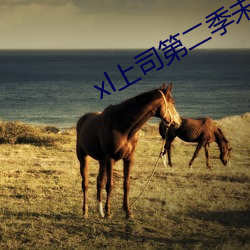 xl上司第二季未增删翻译