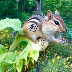 利 （畏敌如虎）