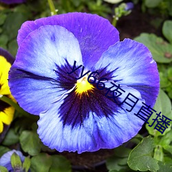 yy66夜月直播