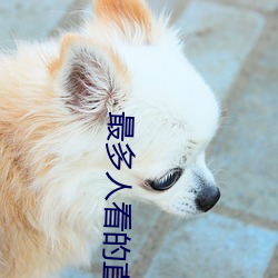 最多(多)人看的(的)直播平台