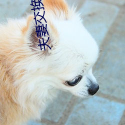 夫妻交换HD中字