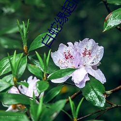 白蛇缘起(qǐ)高污文