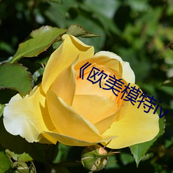 《欧美模特iv