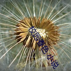 校(校)园春色 小说