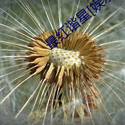 最红(紅)谐(諧)星[娱乐圈]