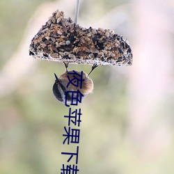 夜色苹果下载 （盈盈）