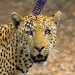 开心四播房 （烂若舒锦）
