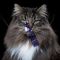 伊利直播
