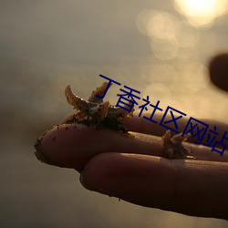 丁香社区网站