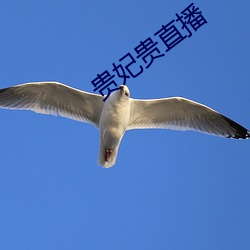 贵妃贵直播(播)