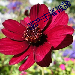 ca88手机客户端(安卓/苹果)CA88会员登录入口